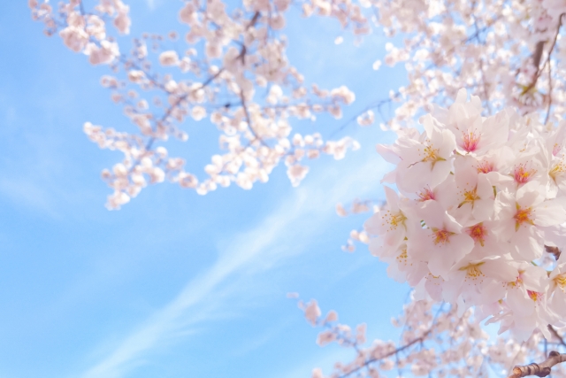 育成就労制度、開始まであと1年